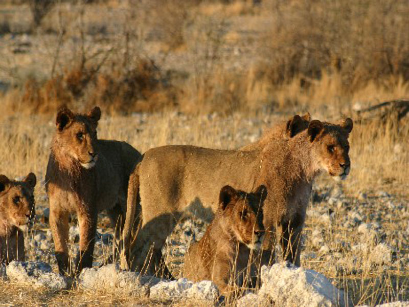 Wildlife Safari: Löwinnen in Südafrikas Kruger National Park